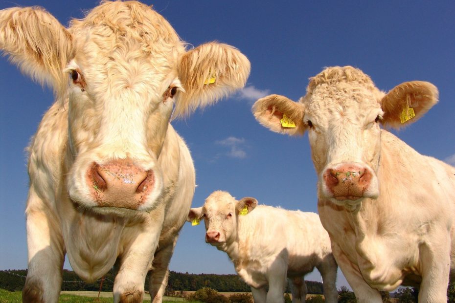 cows-1029077_1920